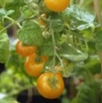 Tomato: Gold Nugget plug plant